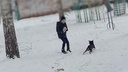 «Спасите от собак!»: жители Кузбасса жалуются на бродячих животных