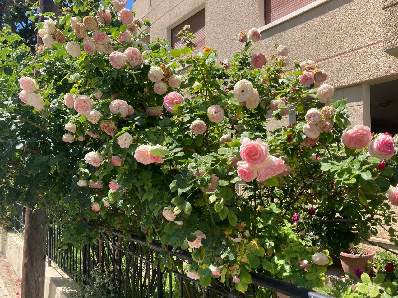 Встретить розовые кусты на улочках города довольно несложно