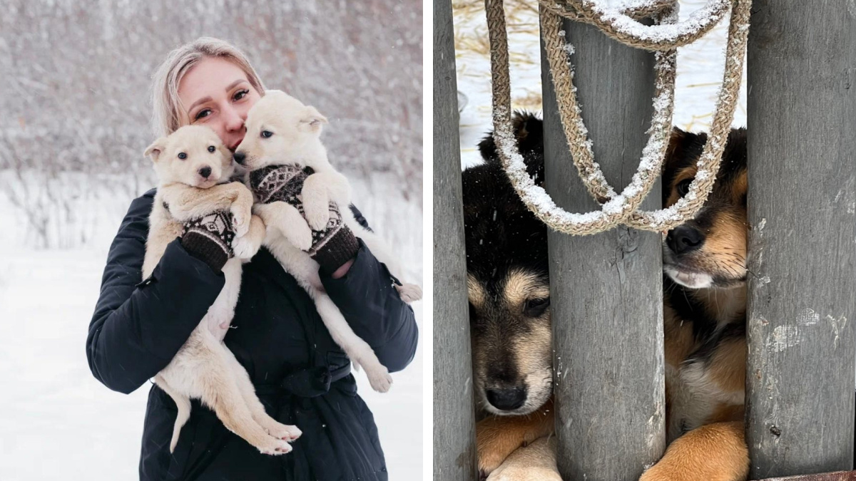 «Забили окна полиэтиленом и повесили двери»: приют для собак в Татарстане всё-таки нашел новый дом