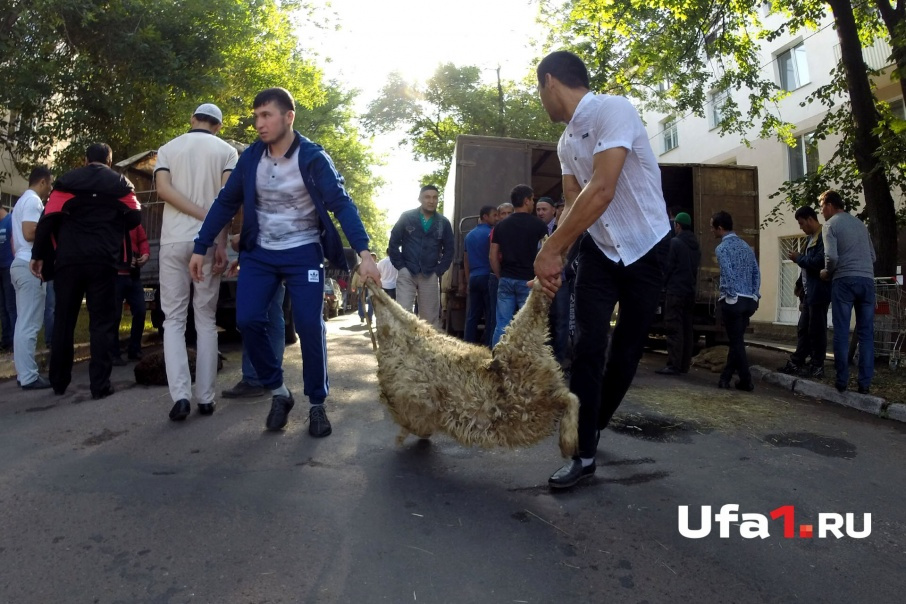 Курбан жертва. Курбан байрам жертвоприношение. Курбан байрам Уфа. Курбан Ансар. КУРБАНФЕСТ.