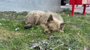 «У бродячих собак нет права на жизнь?»: в частной ветклинике Челябинска отказали в лечении бездомного щенка