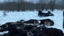 Убили 20 животных: в Ярославской области возбудили уголовное дело за массовый отстрел лосей