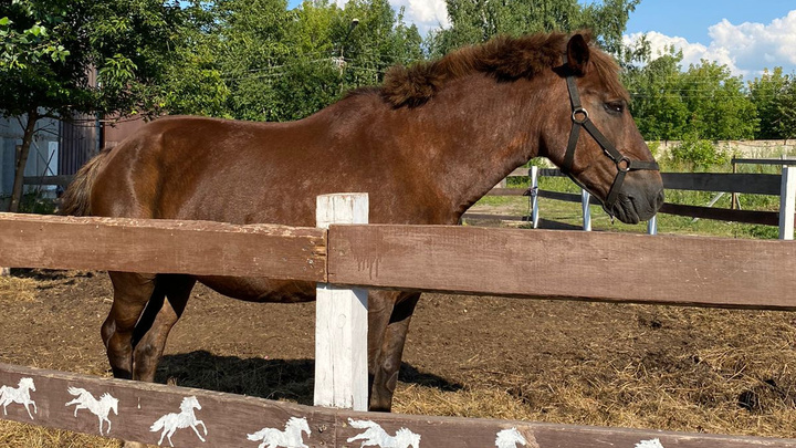 «Вроде в порядке, не кашляет»: в Красноярске нашли лошадь с астмой, сбежавшую из-за сигнала автомобиля