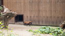 Редкие кустарниковые собаки показали посетителям зоопарка крошечных щенков — очень милое фото