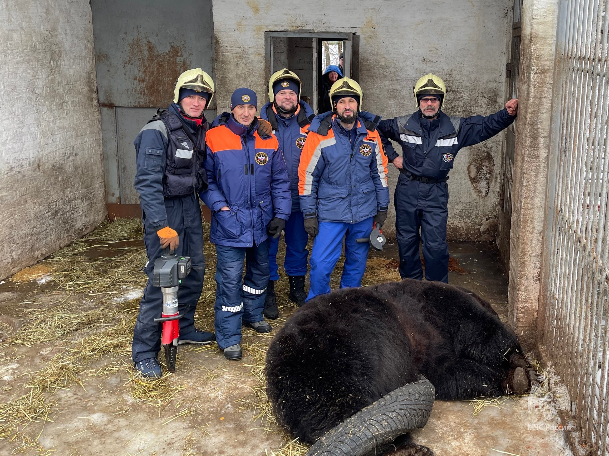 Подмосковный медведь Федор сам себя поймал, чего не ожидал. Любопытного зверя выручили спасатели