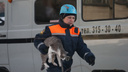 Живого кота спасли из-под завалов разрушенных взрывом газа подъездов в Новосибирске