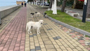 «Удивлялись, когда я приходила вылечить собаку, а не усыпить»: как уехавшие россияне стали зооволонтерами в Грузии