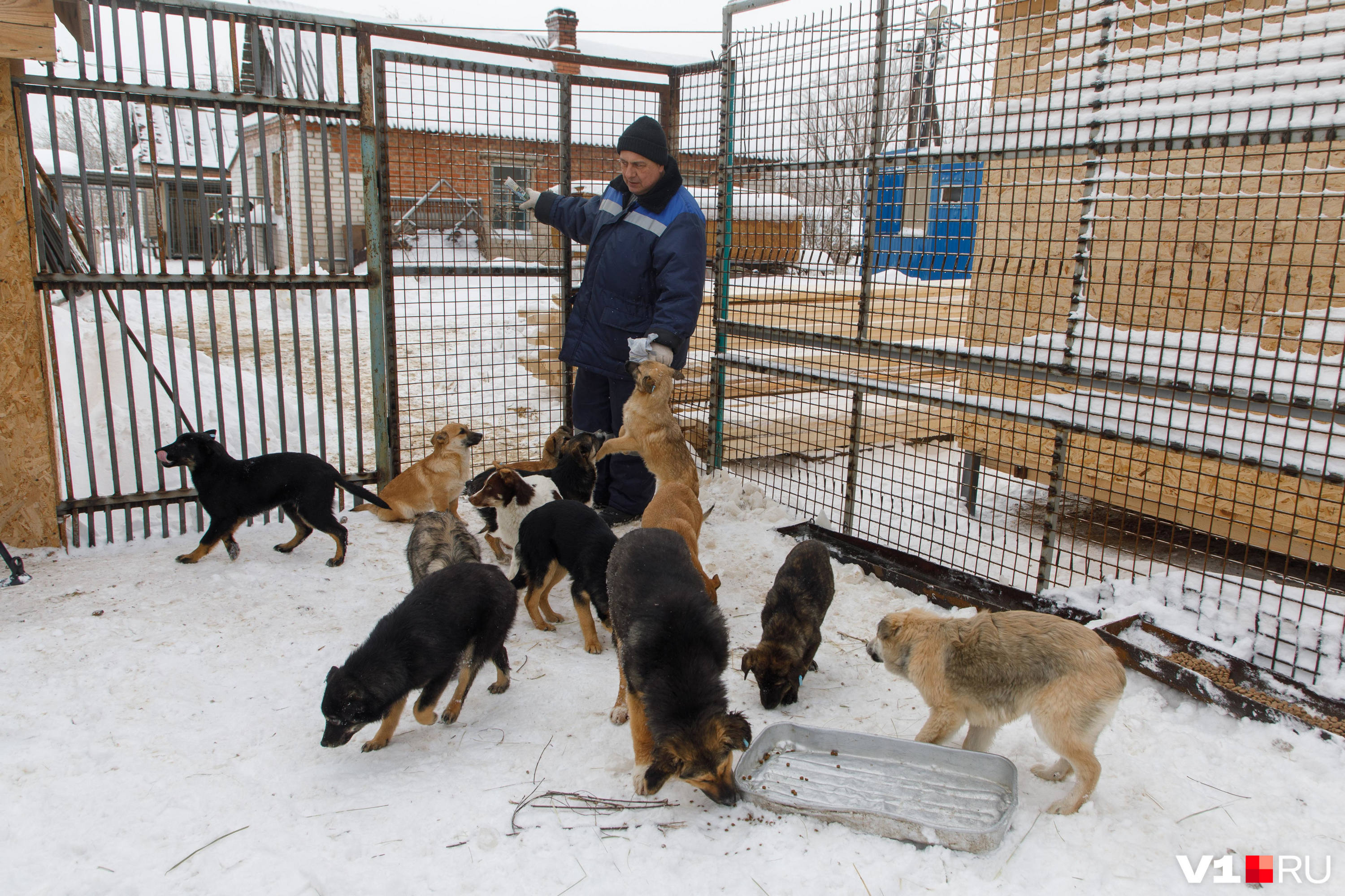 Приют на тысячу собак достроили в Чите