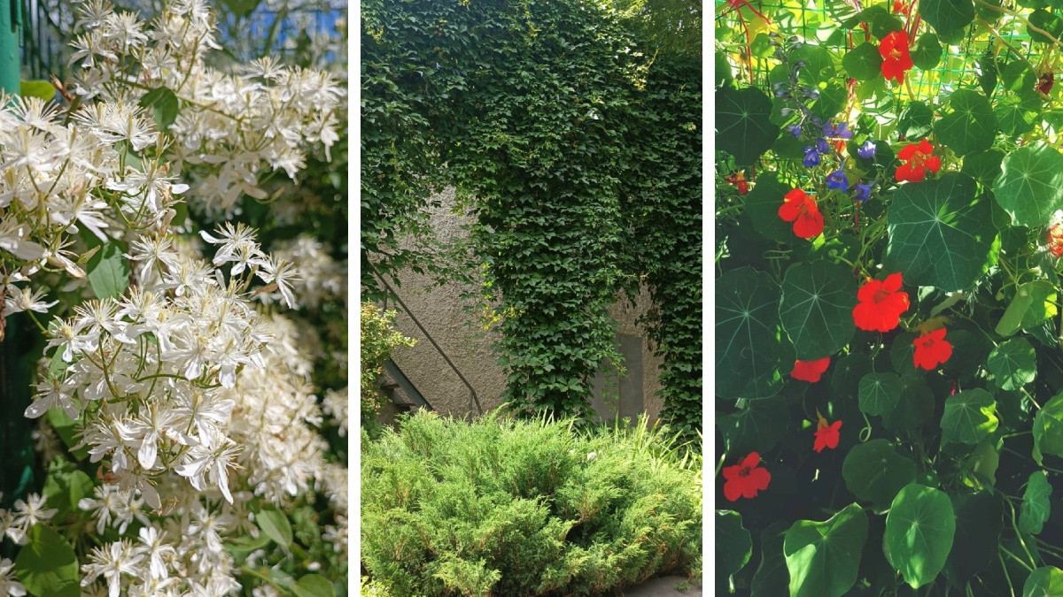 Вертикальное озеленение: какие вьющиеся растения превратят вашу дачу в рай — внушительный список
