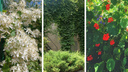 Вертикальное озеленение: какие вьющиеся растения превратят вашу дачу в рай — внушительный список