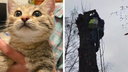 «Сначала плакал»: жители Заволжского района спасли котенка, который просидел на дереве полтора дня