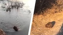 На бобра напали собаки под Новосибирском — его спасли и выпустили в реку