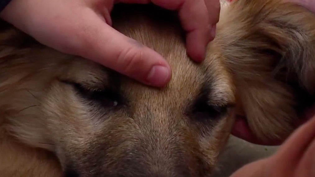 Брошенные на стройке 12 собак в Нижневартовске нуждаются в доме и корме