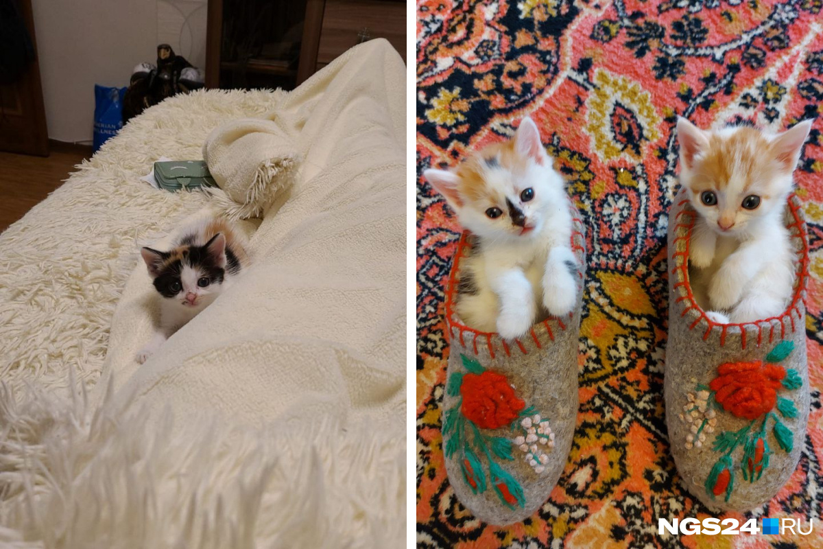 Котята — само очарование Котята — само очарование
