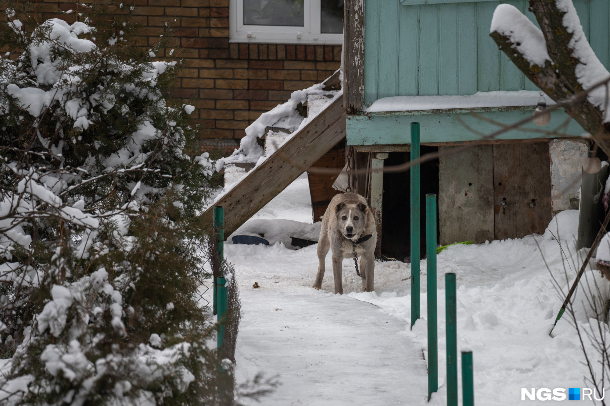 Собака искусала трехлетнюю девочку в Новосибирской области — как наказали  хозяина животного - 15 января 2024 - НГС