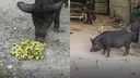 «Степа любит яблоки и виноград»: новосибирцев удивил 150-килограммовый кабан, гуляющий по улицам