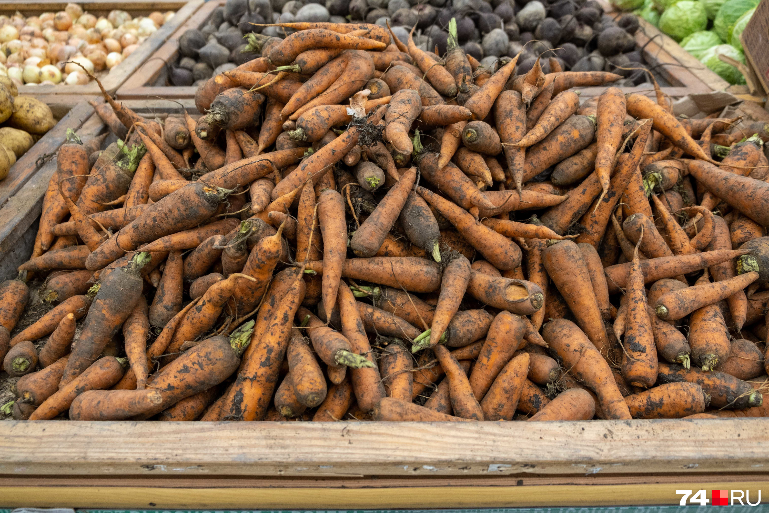 Лучшие сорта моркови, как сажать морковь — весна 2022 - 2 мая 2022 - 74.ru