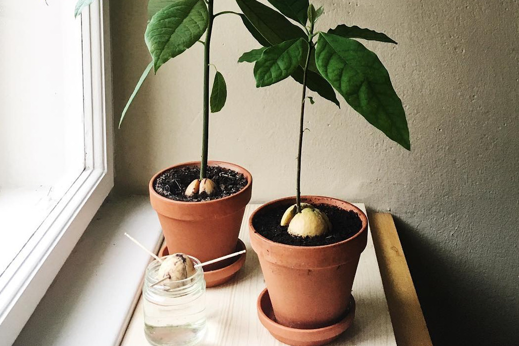 Как вырастить авокадо из косточки, как вырастить авокадо у себя дома, можно  ли вырастить авокадо в горшке, через сколько дерево авокадо плодоносит, как  растет авокадо - 2 марта 2022 - НГС