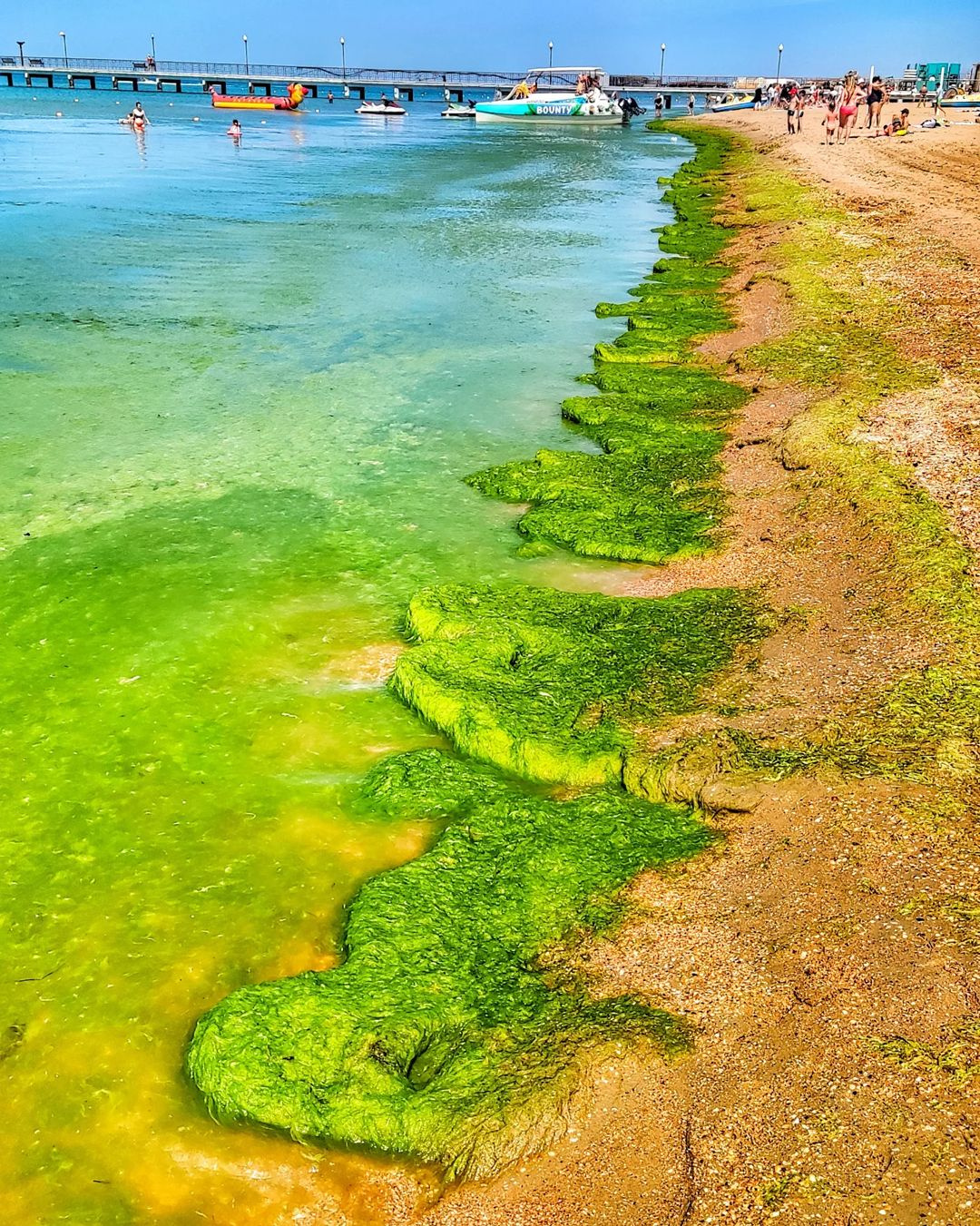 Витязево водоросли в море