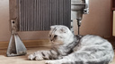 Шерсть не помогает: как кошки и собаки спасаются от холода в квартирах Архангельска