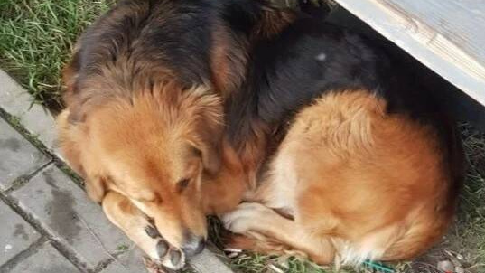 Пойманных на улицах Сочи собак планировали увезти в ростовский приют