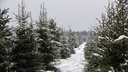В Новосибирске елки перед Новым годом защитят от вандалов