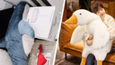 Гусь-Обнимусь и акула из IKEA: в «Авито» рассказали, какие игрушки в Перми чаще покупают по объявлениям