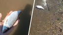 На берегу реки в Вельском районе нашли много мертвой рыбы: на видео уже отреагировали власти