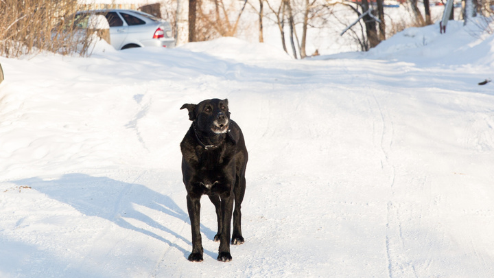 Власти против собак: как в Переславле-Залесском допустили смерть домохозяйки от клыков бездомной своры