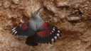 Красивую краснокрылую птицу, до которой сложно добраться, сфотографировала новосибирский орнитолог в Турции
