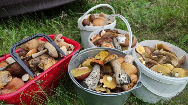 «Подберезовиков мало, но масляток тьма»: в Челябинской области продолжается грибной бум