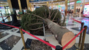 В торговый центр «Эдем» привезли 20-метровую живую елку — новосибирцев возмутило, что дерево срубили