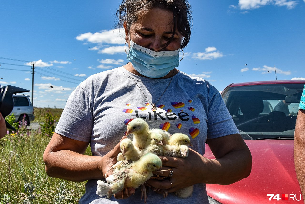 Возле Муслюмово другая проблема — птенцов с местной птицефабрики выбрасывают на поля вместе с пометом и давят гусеницами. Жительница села спасла нескольких из них