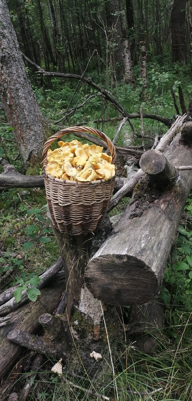 Наполнить корзину можно за час Наполнить корзину можно за час