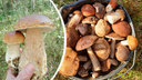 «Реально пошли!»: жители Ярославской области показали свои грибные корзины (и рассказали про места)