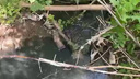«Потоки черной воды с фекалиями»: под Волгоградом водоканал обвинили в сбросе нечистот в реку