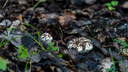 «Зря люди не собирают эти грибы»: сходили в лес с опытным грибником и записали полезное видео