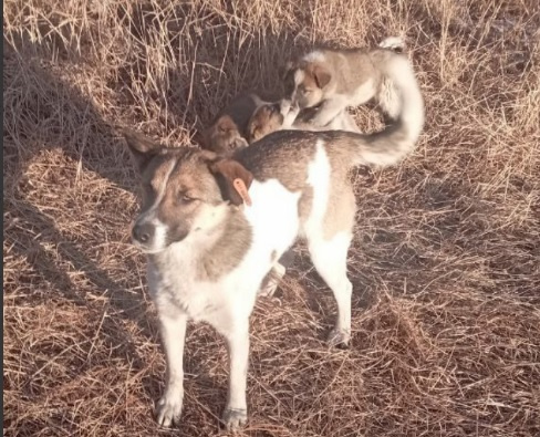 Собаку с биркой на ухе и щенками встретили жители одного из районов Читы