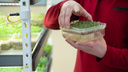 Северянин растит руколу, базилик и кресс-салат в офисе: показываем, как устроить плантацию микрозелени на небольшой площади