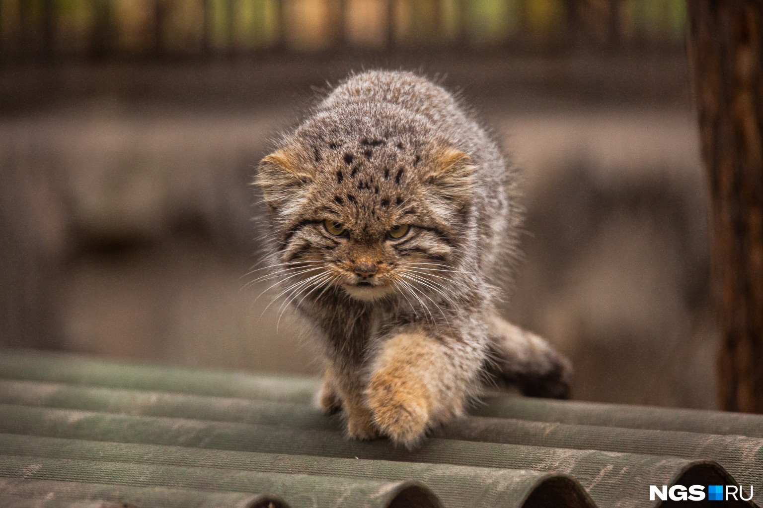 Зима близко: в Новосибирском зоопарке распушились манулы