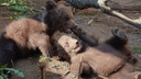 Медвежонок умер в прикамском фонде защиты дикой природы. Росприроднадзор назначил штраф, но суд отменил его