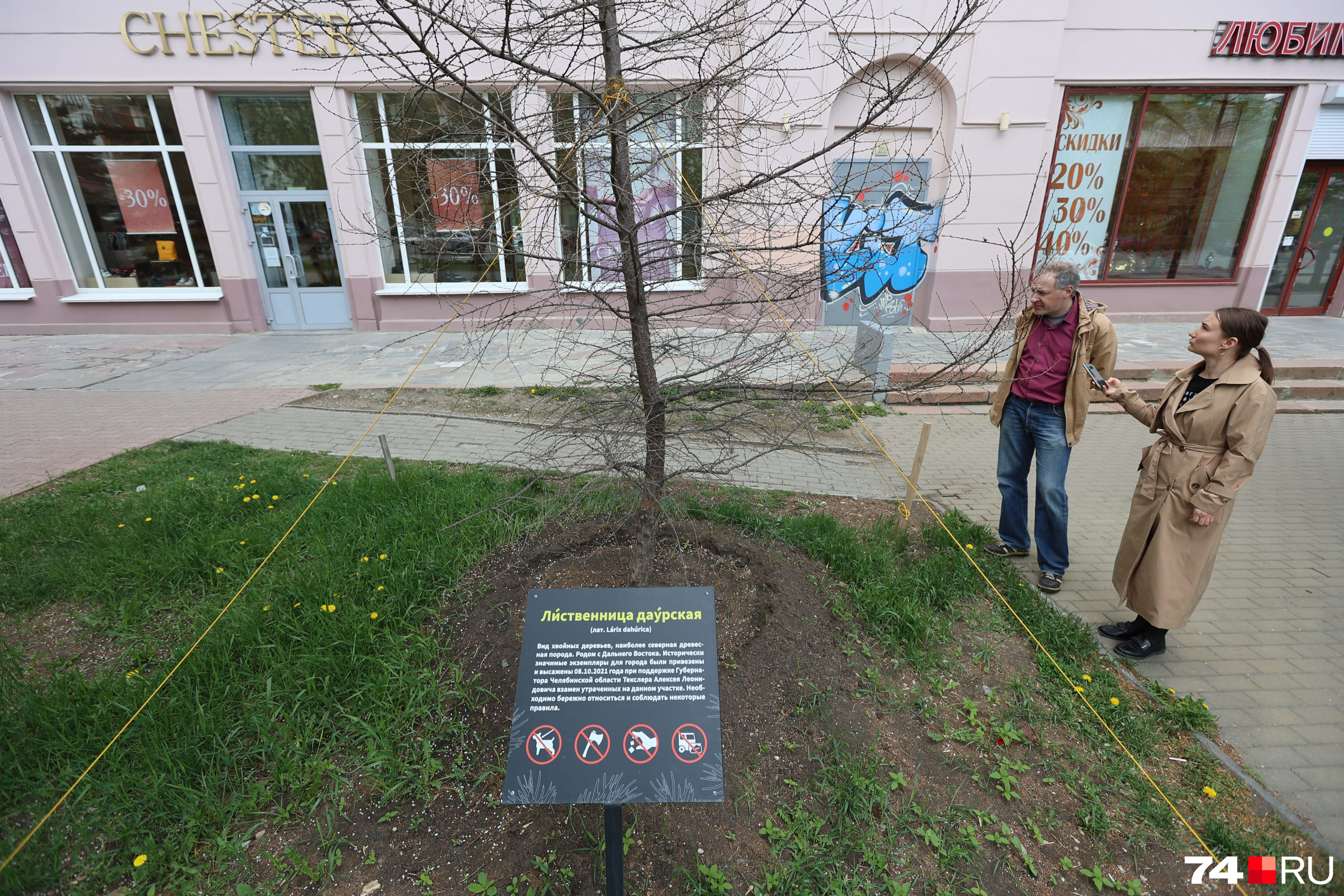 Саженцы даурских лиственниц привезли из питомника под Владивостоком