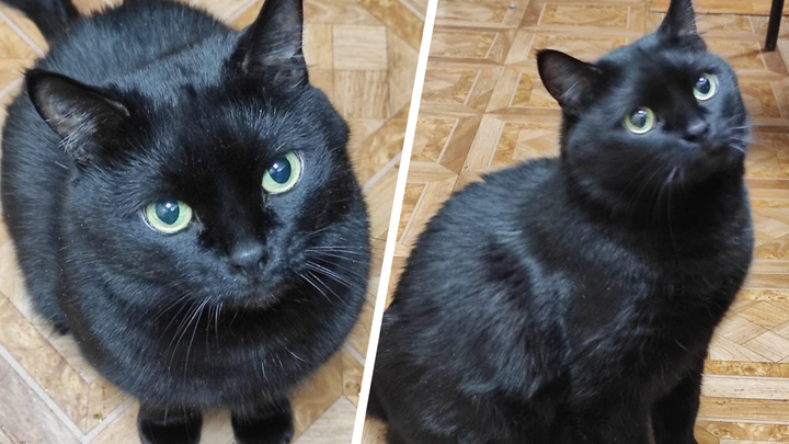 Внештатный сотрудник: в районном суде Хатанги 8 лет на довольствии живет черный кот Кузя