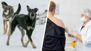 Как отразить агрессию собак: несколько простых, но эффективных советов от зоопсихолога из Красноярска