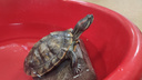 NN.RU совместно с речной полицией спасли красноухую черепаху из Оки. Ищем новых хозяев