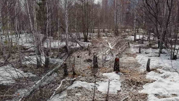 Жители Паркового пожаловались на вырубку молодых и здоровых деревьев