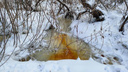В новосибирской реке, которая стала оранжевой, нашли ядовитые вещества — под подозрением четыре предприятия
