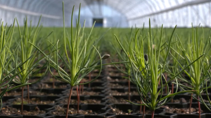 После теплицы — закаливание: видео о том, как в Поморье выращивают сосны и ели