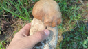 Первый белый гриб собрал новосибирец — что еще везут из леса горожане в начале июня