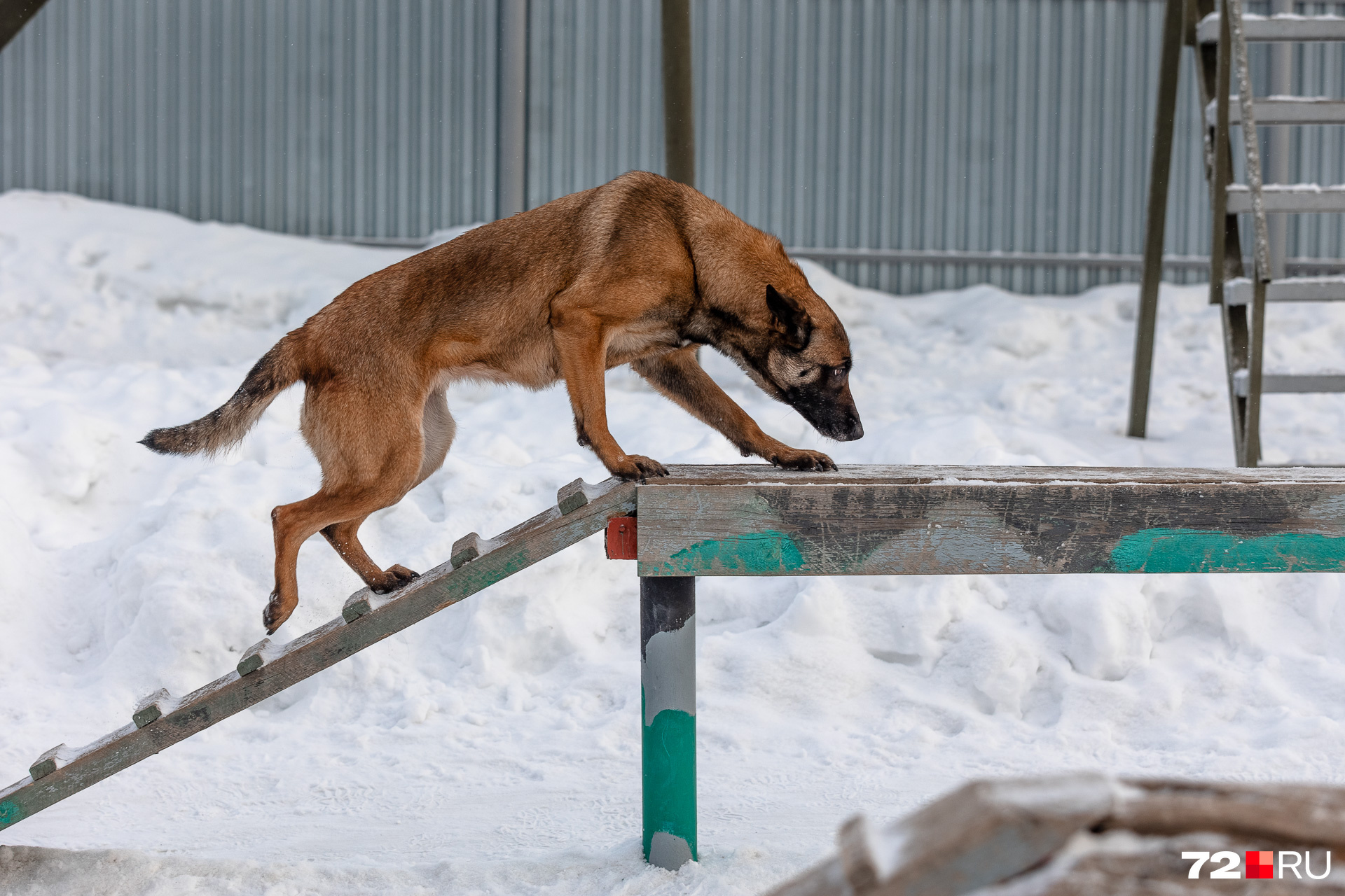Но спортивные навыки — это тоже очень важно. На экзамене собаки должна преодолевать препятствия на время. На большинство упражнений дается 15 секунд, на подъем и спуск по лестнице — 30 секунд